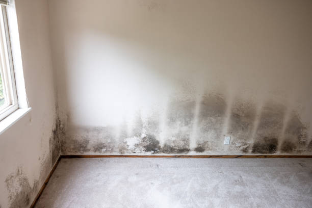 Best Attic Mold Removal  in Damascus, MD